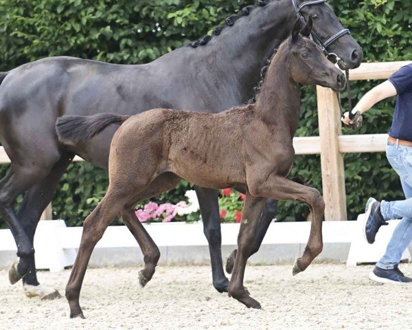 horse Baghira (Oldenburg, 2024, from Bon Bolero OLD)