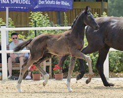 horse Firlevranz (Oldenburg, 2024, from Feliciano)