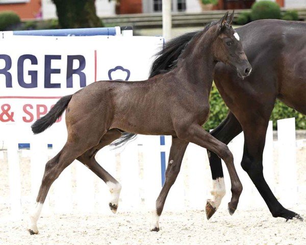 horse Pia Negri (Oldenburg, 2024, from Bon Esprit)