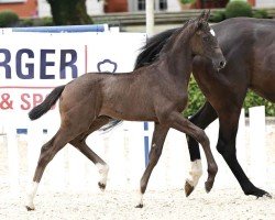 Pferd Pia Negri (Oldenburger, 2024, von Bon Esprit)