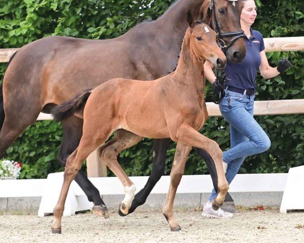 broodmare Luiselle B (Oldenburg, 2024, from Red Viper)