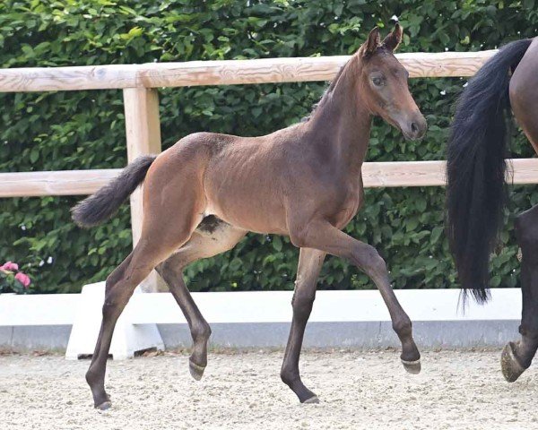 horse Meril S (Oldenburg, 2024, from Bon Esprit)