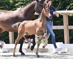 Pferd Valencia Beauty (Oldenburger, 2024, von Viva Gold OLD)