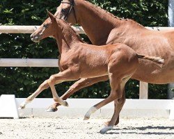 Pferd Dallas (Oldenburger Springpferd, 2024, von Diablue PS)
