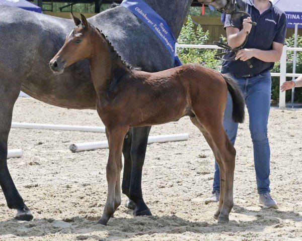 horse Kamerad (Oldenburg show jumper, 2024, from Karajan)
