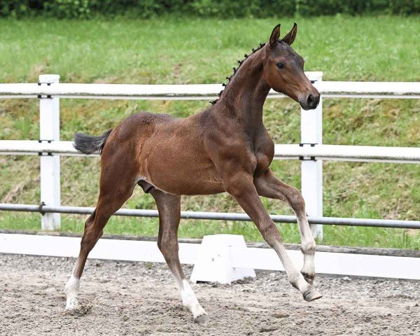horse Coolmore (Oldenburg show jumper, 2024, from Cornet’s Balou)