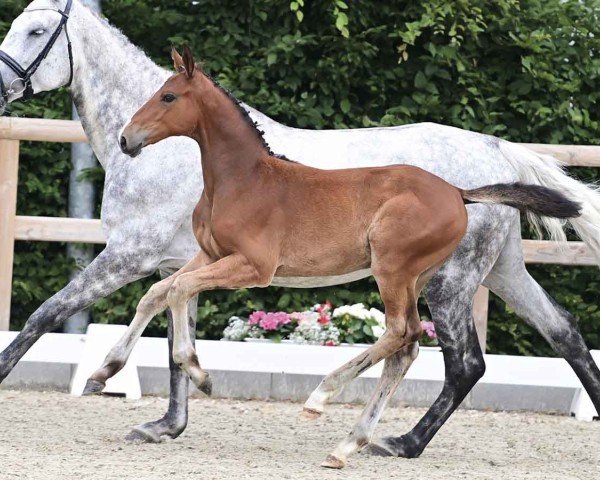 horse Occala (Oldenburg show jumper, 2024, from Ogano Sitte)