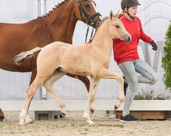 Pferd G-Star B (Deutsches Reitpony, 2024, von Gold Garant)