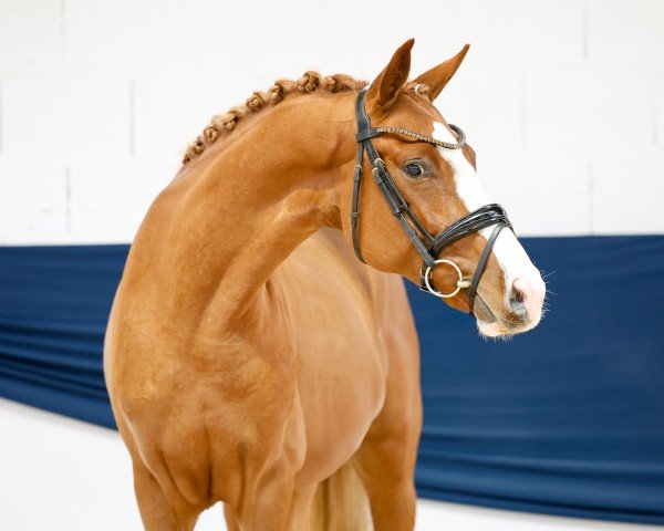 horse Zenjin HL (Hanoverian, 2022, from Zoom)
