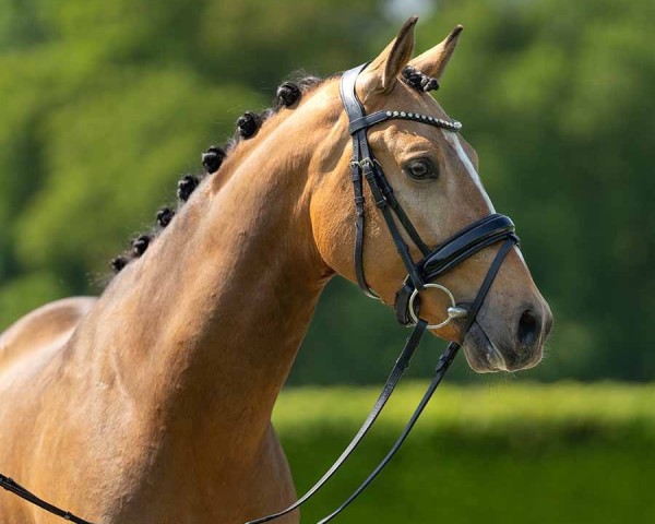 Pferd Dear Valentin PL (Westfale, 2020, von FS Don Juan de Luxe)