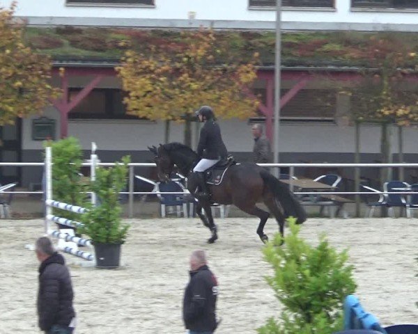 Reitturnier Achern 2024