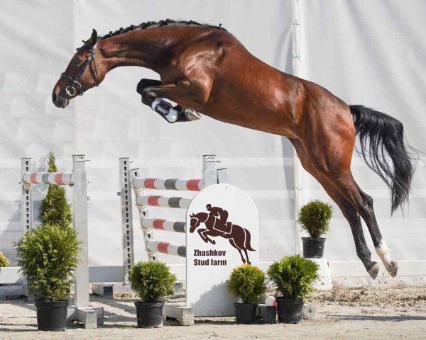 Pferd Come on Greta (Westfale, 2022, von Comme il Faut)