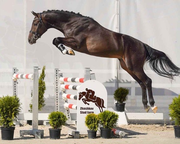 horse Calassio (Westphalian, 2022, from Cornet Obolensky) horse Calassio (Westphalian, 2022, from Cornet Obolensky)