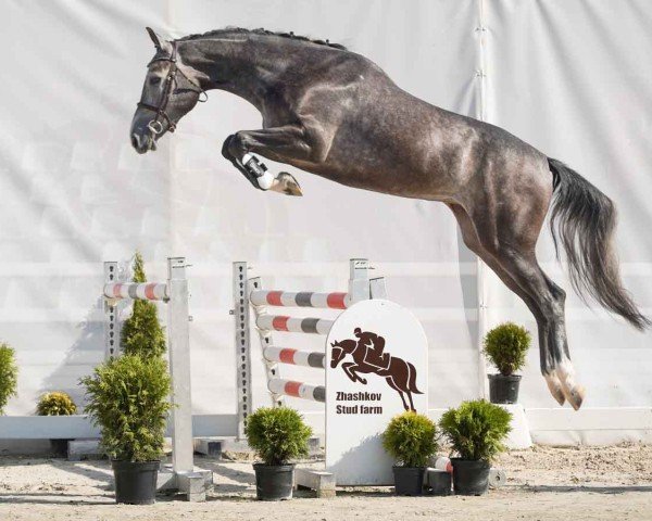 horse Classic Girl (Westphalian, 2022, from Cornet Obolensky)