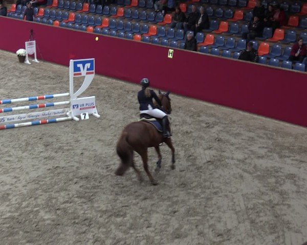 Reitturnier Krumke 2024