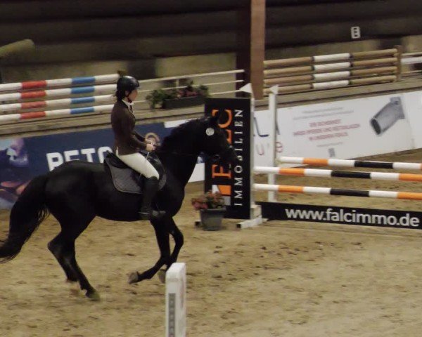 Reitturnier Neuwied 2024