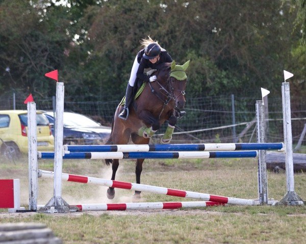 jumper Deniro 16 (German Riding Pony, 2007, from Domiro)