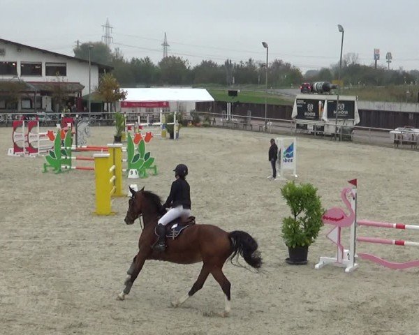 Reitturnier Achern 2024