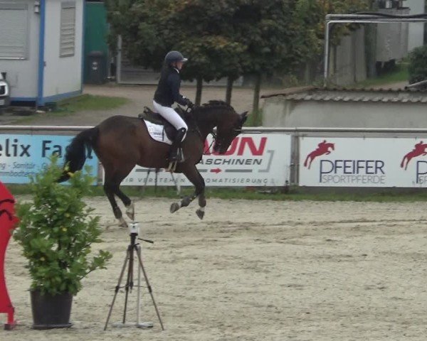 Reitturnier Achern 2024