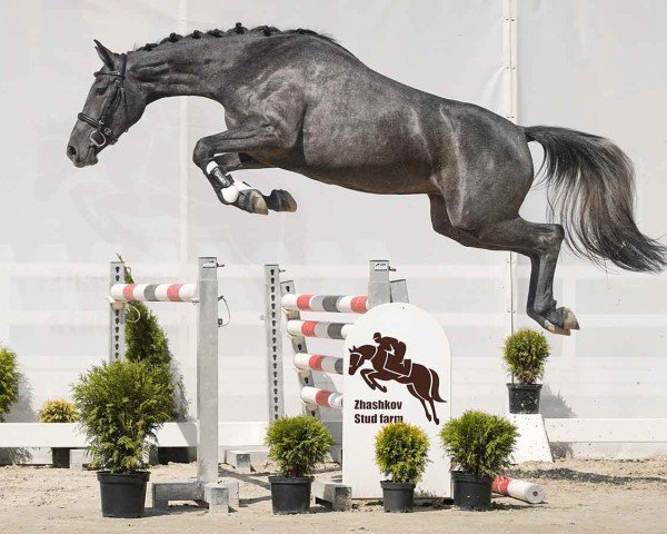 horse Castella (Westphalian, 2022, from Cornet Obolensky)