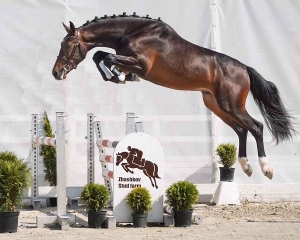horse Catcher (Westphalian, 2022, from Cornet Obolensky)