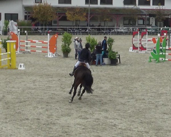 Reitturnier Achern 2024