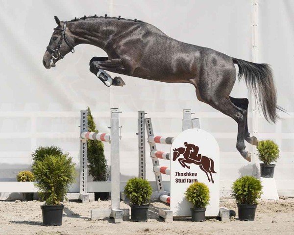 horse Contento (Westphalian, 2022, from Cornet Obolensky)