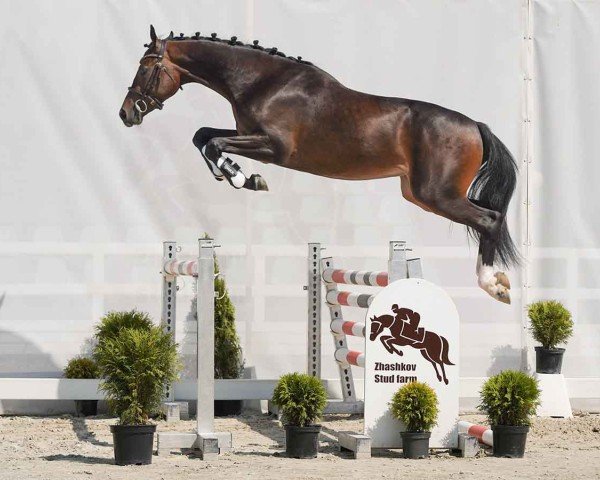 horse Cornet's Camoino (Westphalian, 2022, from Cornet Obolensky)