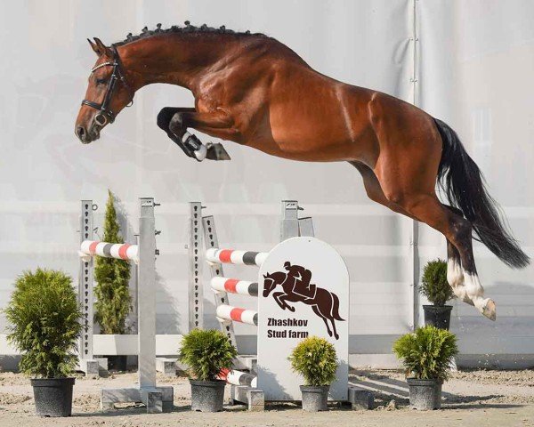 horse Cantus (Westphalian, 2022, from Cornet Obolensky)