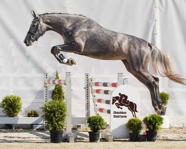 Pferd Cornet's Calma (Westfale, 2022, von Cornet Obolensky) Pferd Cornet's Calma (Westfale, 2022, von Cornet Obolensky)