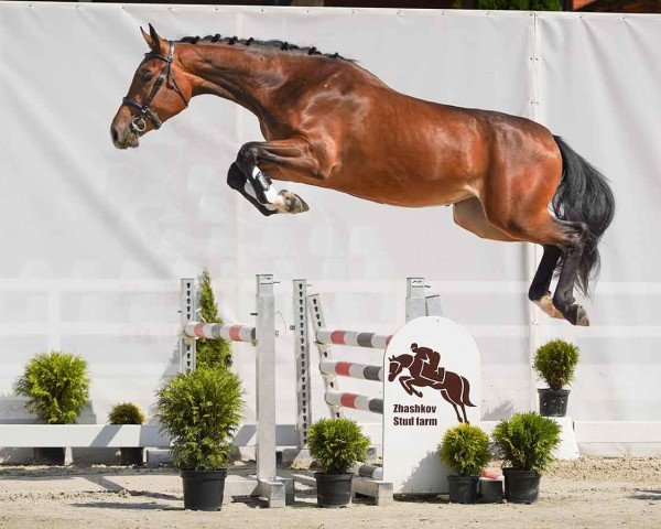 horse Carlotta (Westphalian, 2022, from Cornet Obolensky)