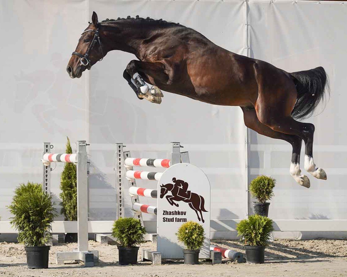 horse Cantona (Westphalian, 2022, from Cornet Obolensky)