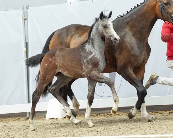 horse George Clooney (Westphalian, 2024, from Gigabyte)