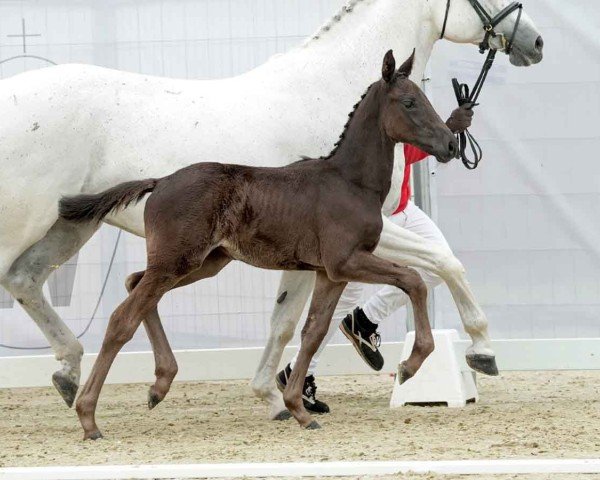 Pferd J'adore Noir K (Westfale, 2024, von Jaguar van de Berghoeve)