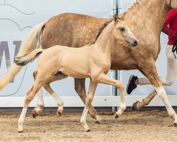 horse Choclate Chip (German Riding Pony, 2024, from Cosmopolitan NRW)
