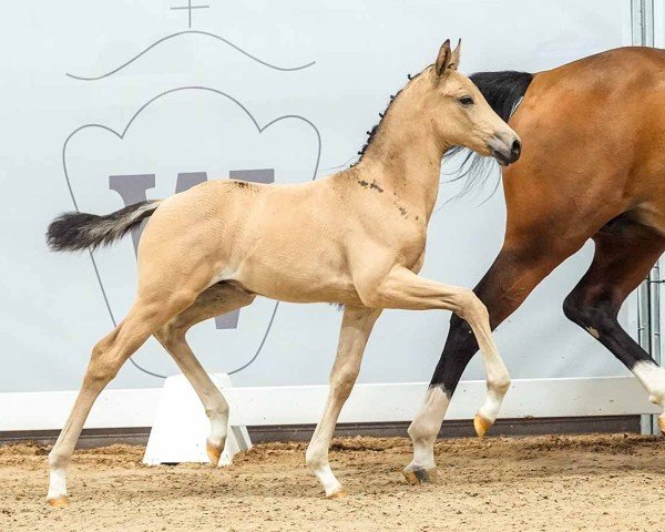 horse Golden Kairos PK (Little German Riding Horse, 2024, from Gold Garant)