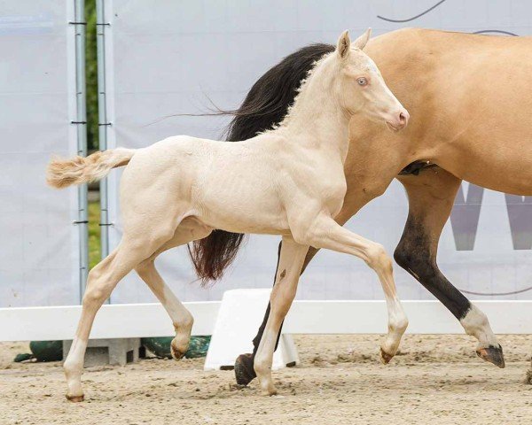 horse Grappy Gold F (German Riding Pony, 2024, from Golden Daim F)