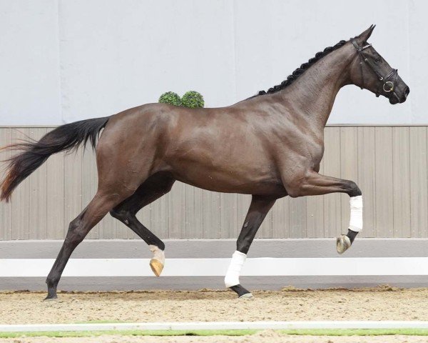 horse Soranja (Hanoverian, 2021, from So Perfect)