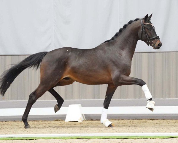 horse Hey Jude (German Horse, 2021, from Louis Vuitton)
