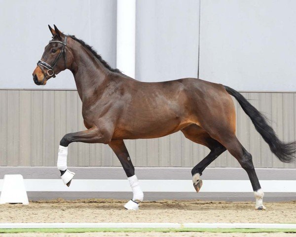 horse Taurina MB (Westphalian, 2021, from Taurus)