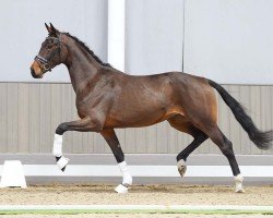Pferd Taurina MB (Westfale, 2021, von Taurus)