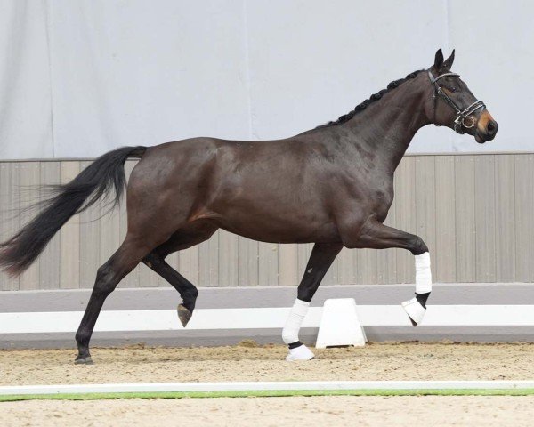 horse Freudentänzerin (Westphalian, 2021, from Fürst Samarant)
