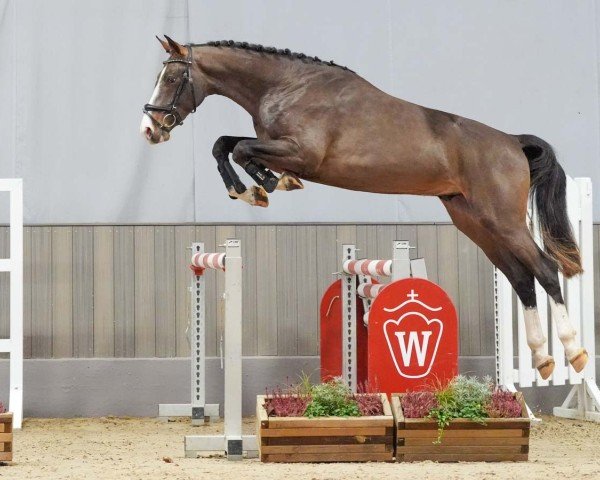 Pferd Faure (Westfale, 2021, von For Pleasure)