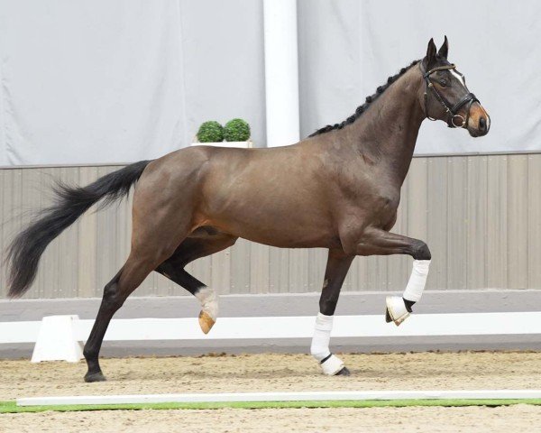 Pferd Sazou (Westfale, 2021, von Selectric)