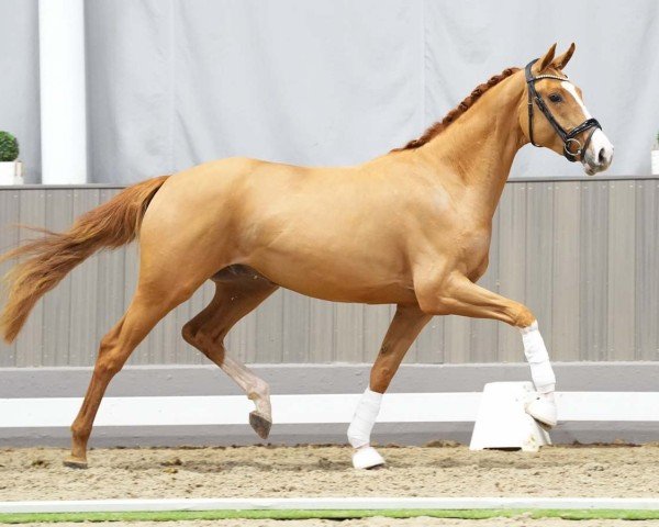 horse Zawell (Westphalian, 2021, from Zoom) horse Zawell (Westphalian, 2021, from Zoom)