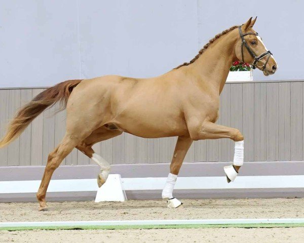 horse Francesco B (Westphalian, 2021, from Franziskus FRH)