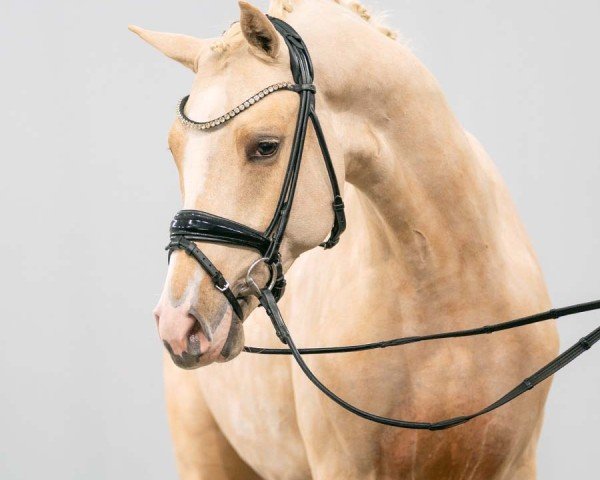 horse Diamond Style (German Riding Pony, 2021, from Dating AT NRW)