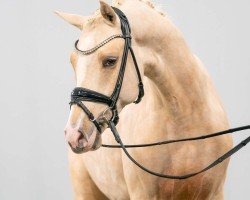horse Diamond Style (German Riding Pony, 2021, from Dating AT NRW)