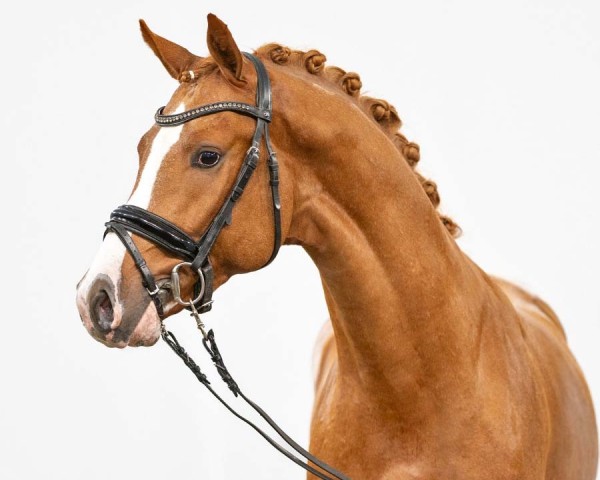 stallion Day Dreamer (German Riding Pony, 2021, from Dreidimensional AT NRW)