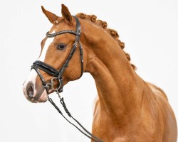 stallion Day Dreamer (German Riding Pony, 2021, from Dreidimensional AT NRW)